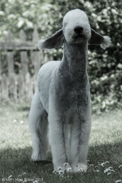 2013-06-16 Svet-8482-2.jpg